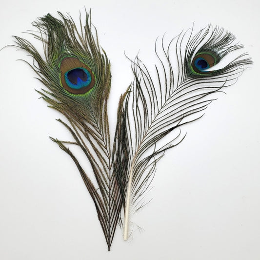 PEACOCK FEATHERS