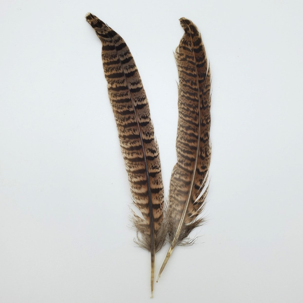 PHEASENT FEATHERS