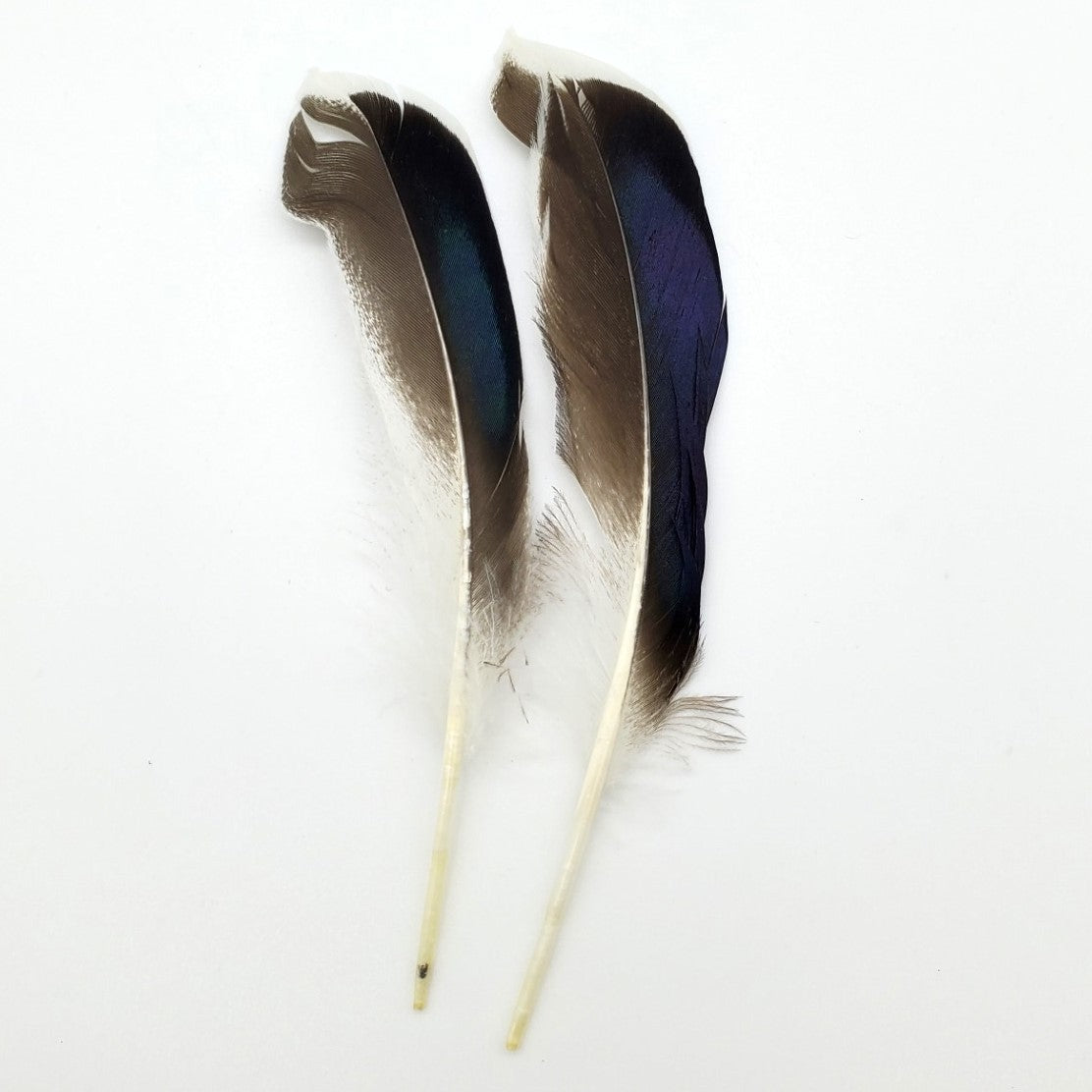 TWO-TONE DUCK FEATHER
