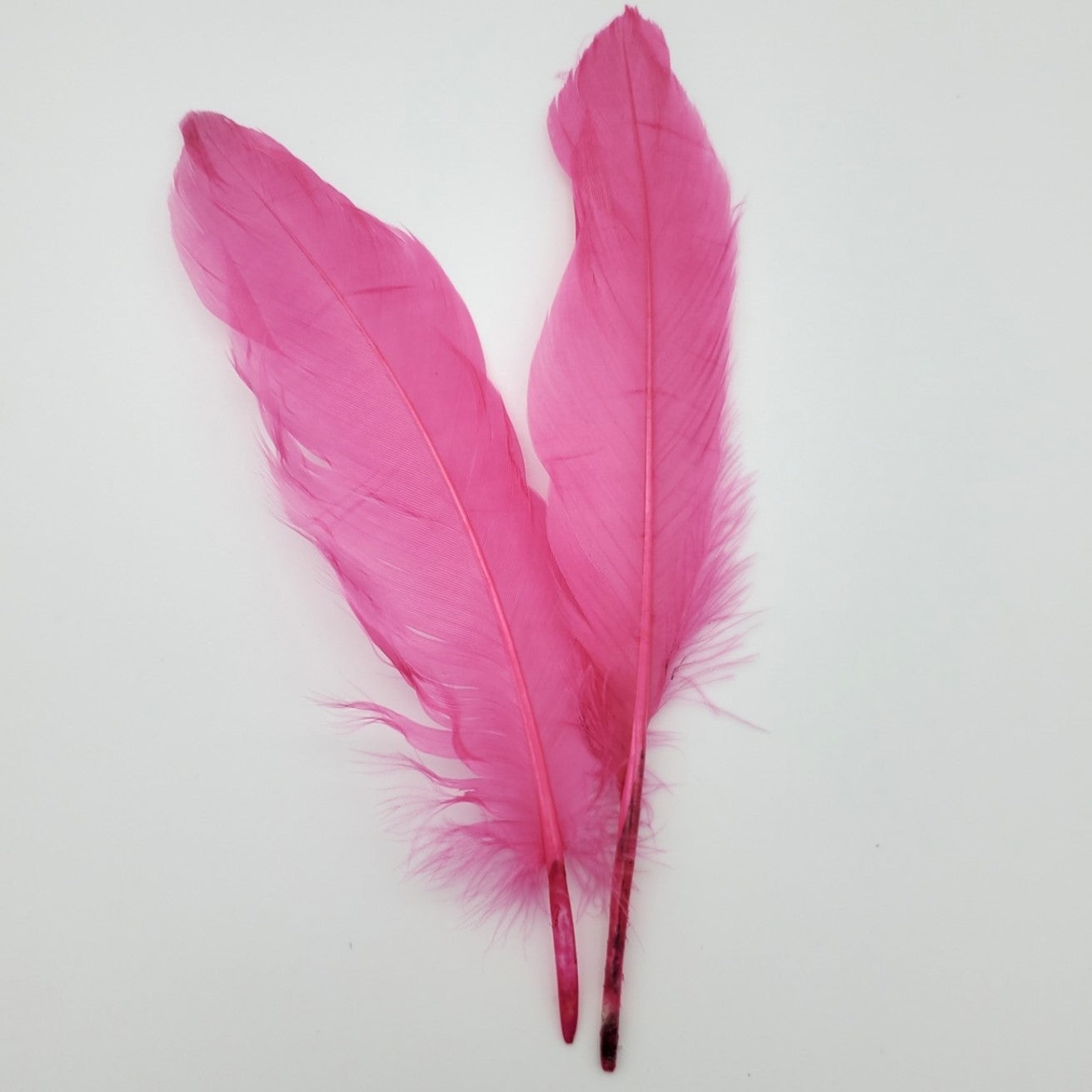 Bright Pink Feathers