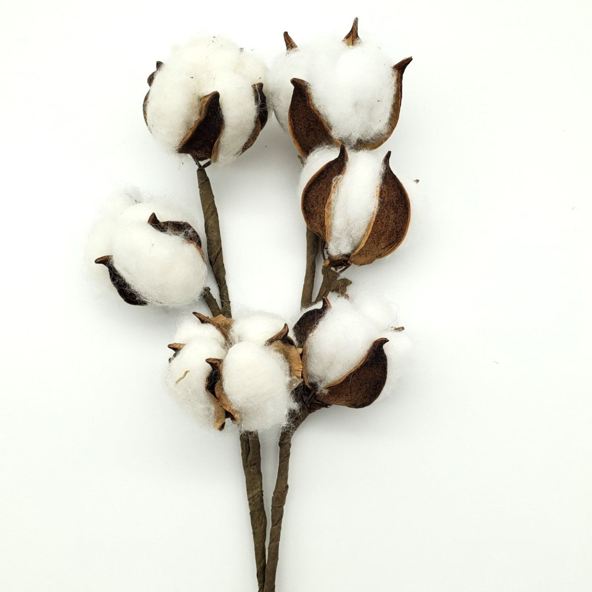 Cotton Stems